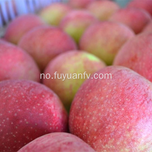 Engrospris Qinguan eple med god kvalitet